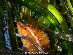 Wrasse - Pteragogus trispilus by Stefanos Michael 